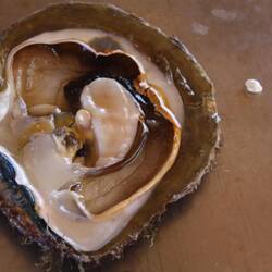 Maxima-Oyster mit Perlenkind