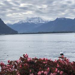Flowers, Lake Geneva with the snow-capped Matterhorn in the distance