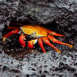 Cangrejo de las rocas