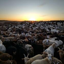 Sonnenuntergang in Ziegenparadies