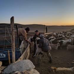 Fangen von Schafen und Ziegen