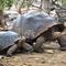 Faszinierende Tiere - Riesenschildkroeten