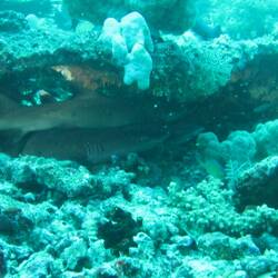 Baby Haie in ihrem "Nest"