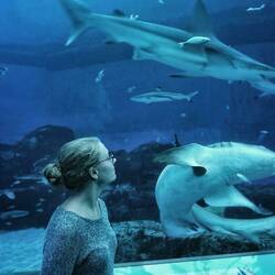 Im Haifischbecken (zumindest fast)