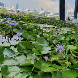 Marina Bay beim Architektur Museum