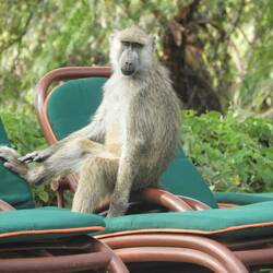 Baboon chilling out on one of the chairs at Amboseli