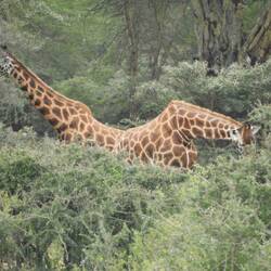 2 Rothschild giraffe