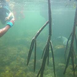 Der Hai ist nicht weit