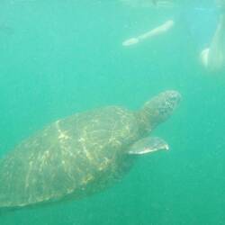 Beide gleich elegant im Wasser - Natalie und die Schildkröte 😂😜