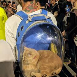 All cats should be kept indoors.