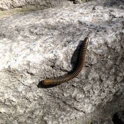 Einer von vielen Tausendfüßlern 🦶🦶🦶🦶🦶🦶🦶🦶