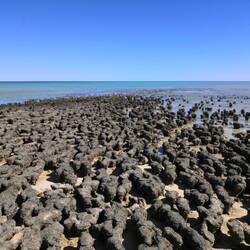 Diese Stromatolithen gab es wohl schon vor 3 Milliarden Jahren auf der Erde 🧐