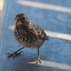 Einer der berühmten Darwin-Finken