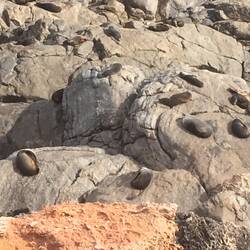 Seal colony of 60 plus animals