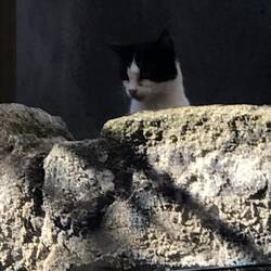 While Afonso was explaining a piece to us this little cutie popped up to listen!