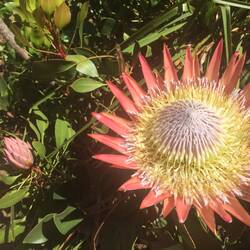 Blühende Protea