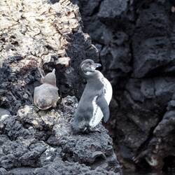 Galapagos Pinguin