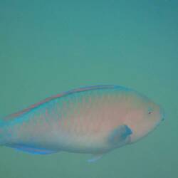 Nicht so spektakulär, dennoch wunderschöne Tiere