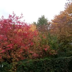 Herbst auf meiner kleinen Terrasse.