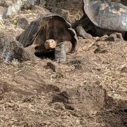 Dome shell - tortoise's head remains low