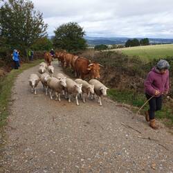 They won't sleep at night without a good walk!