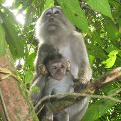 Makaken-Mama mit Baby