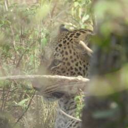The elusive leopard