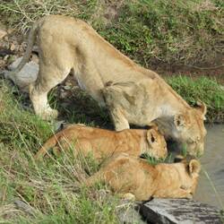 Mother and cubs drinking