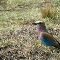 Lilac breasted roller