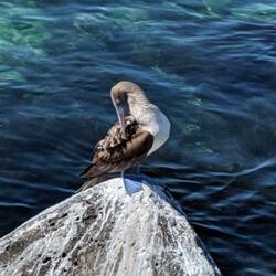 The famous blue-footed boobie