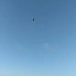 Boobies are expert dive-bombing fishermen