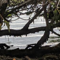 Mangroves at the lagoon