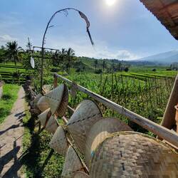 ..weil sie so schön sind, ..