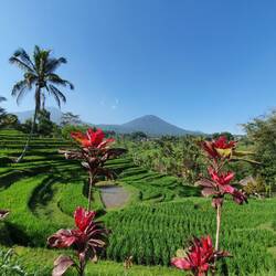 Die wunderschönen Reisterassen