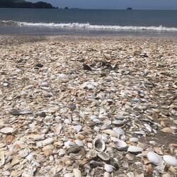 Tagesausflug nach Whitianga