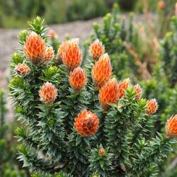 Diese wunderschöne Pflanze wird von Einheimischen gegen die Höhenkrankheit genutzt