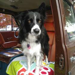 Ziggy - Mischung aus Border und Aussie und so klein wie Bonnie ❤️