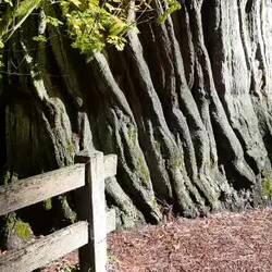 Giant trees in the Redwoods // Les arbres géants des Redwoods