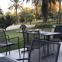 Cat enjoying mediterranean breakfast