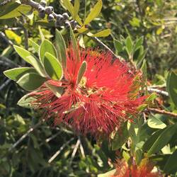 Bottlebrush