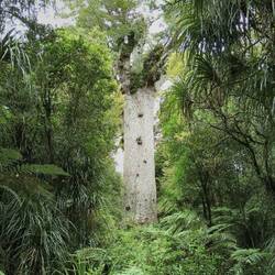 Der größte Kauri-Baum von NZ
