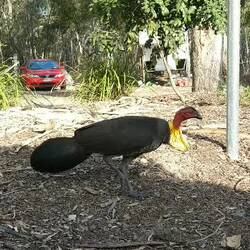 Ein Truthahn zum Abendessen?