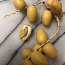 Dates before they have dried. Sweet and crunchy