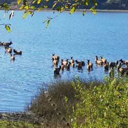 Elks having a bath just outside the Redwoods // Un troupeau d'élans à la sortie des Redwoods