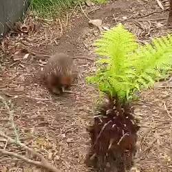 Kurzschnabeligel.... einfach süß, eine Eierlegende Säugetierart