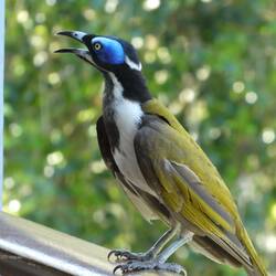 Honey Eater
