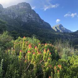Kirstenbosch