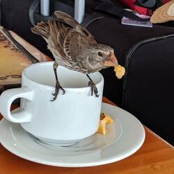 We grabbed some coffee during our layover - the birds were not shy!