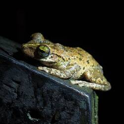 Unser Türsteher vor der Lodge