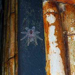 Mit dieser Tarantel sind wir keine Freunde geworden